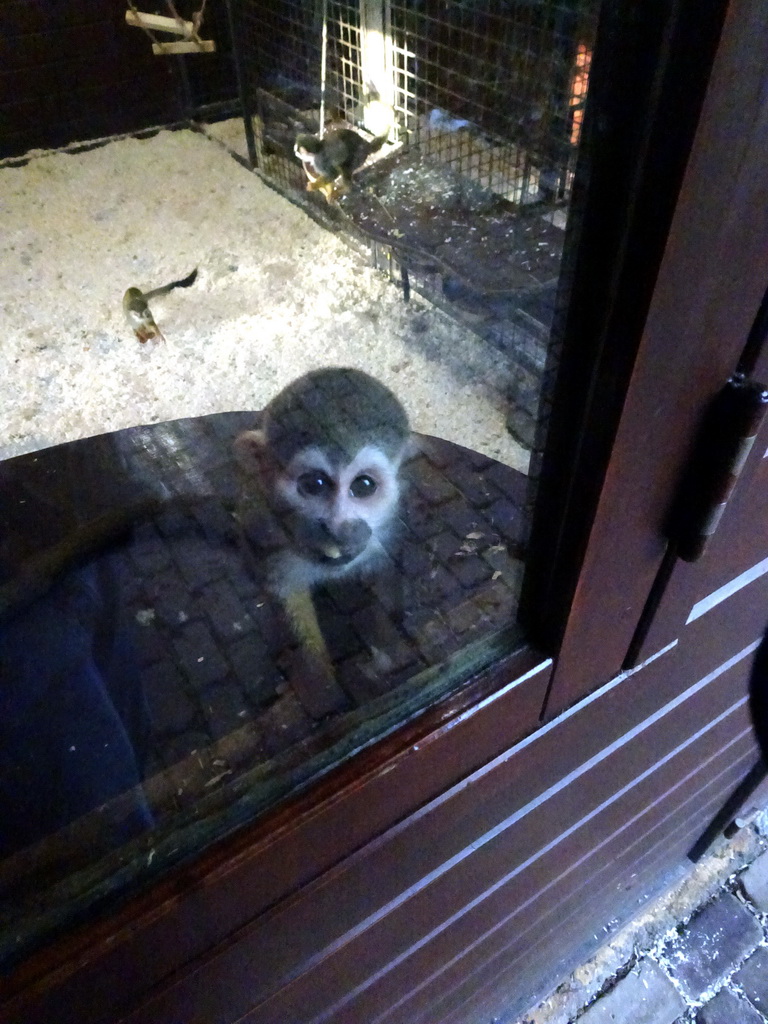 Squirrel Monkeys at the Dierenpark De Oliemeulen zoo