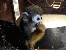 Squirrel Monkey at the Dierenpark De Oliemeulen zoo