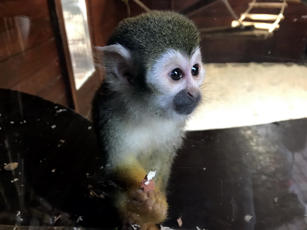 Squirrel Monkey at the Dierenpark De Oliemeulen zoo