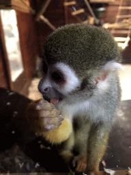 Squirrel Monkey at the Dierenpark De Oliemeulen zoo