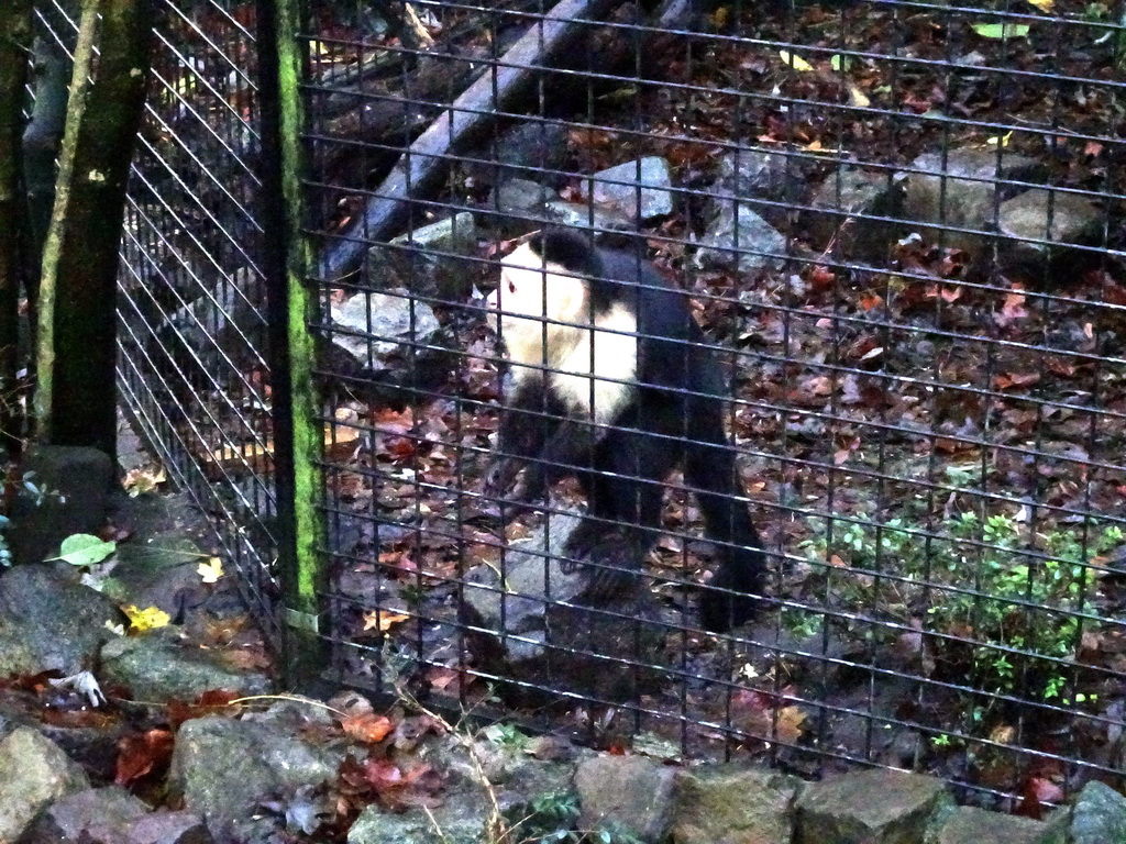 Capuchin Monkey at the Dierenpark De Oliemeulen zoo