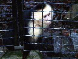 Capuchin Monkeys at the Dierenpark De Oliemeulen zoo