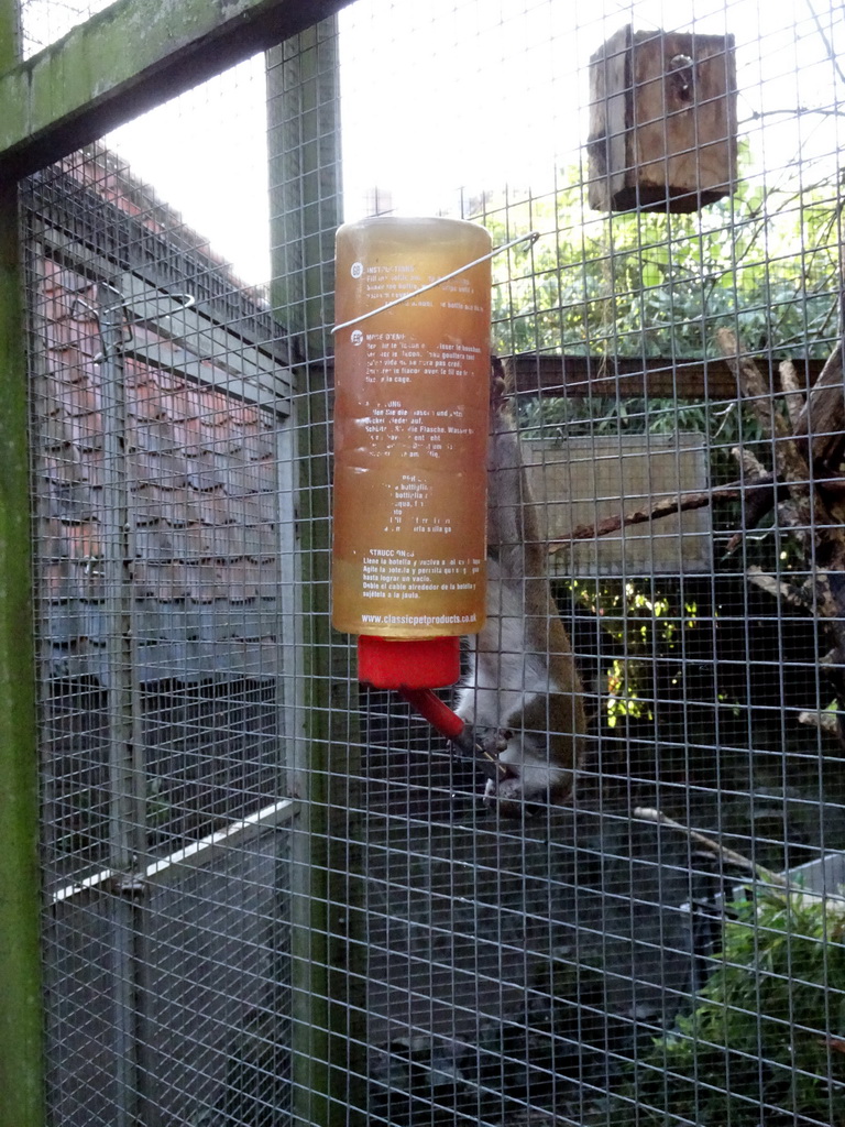 Squirrel at the Dierenpark De Oliemeulen zoo