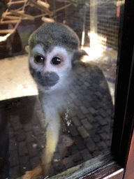 Squirrel Monkey at the Dierenpark De Oliemeulen zoo