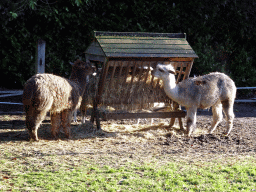Alpacas at the Dierenpark De Oliemeulen zoo