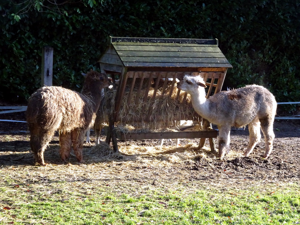 Alpacas at the Dierenpark De Oliemeulen zoo