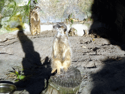 Meerkats at the Dierenpark De Oliemeulen zoo