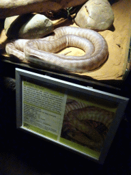 Woma Python at the Ground Floor of the main building of the Dierenpark De Oliemeulen zoo
