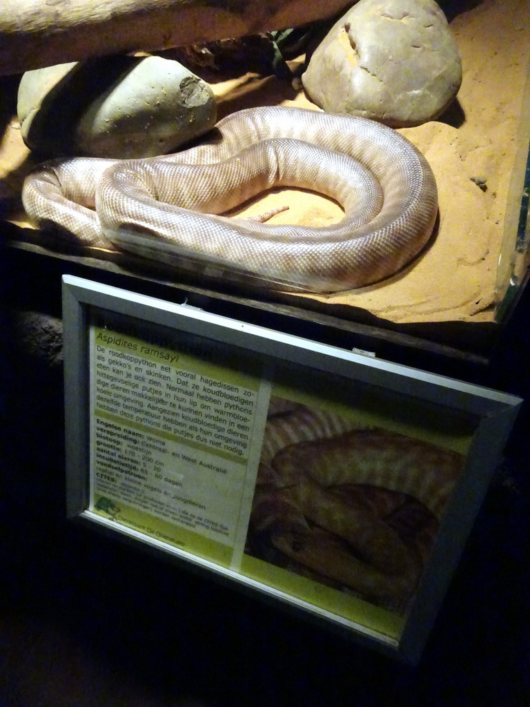 Woma Python at the Ground Floor of the main building of the Dierenpark De Oliemeulen zoo