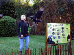 Zookeeper with a Black Vulture during the Birds of Prey Show at the Dierenpark De Oliemeulen zoo