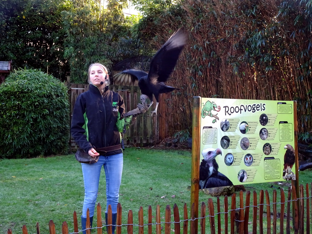 Zookeeper with a Black Vulture during the Birds of Prey Show at the Dierenpark De Oliemeulen zoo