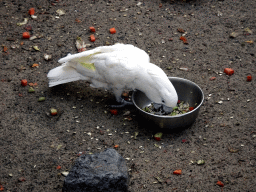 White Cockatoo at the Dierenpark De Oliemeulen zoo