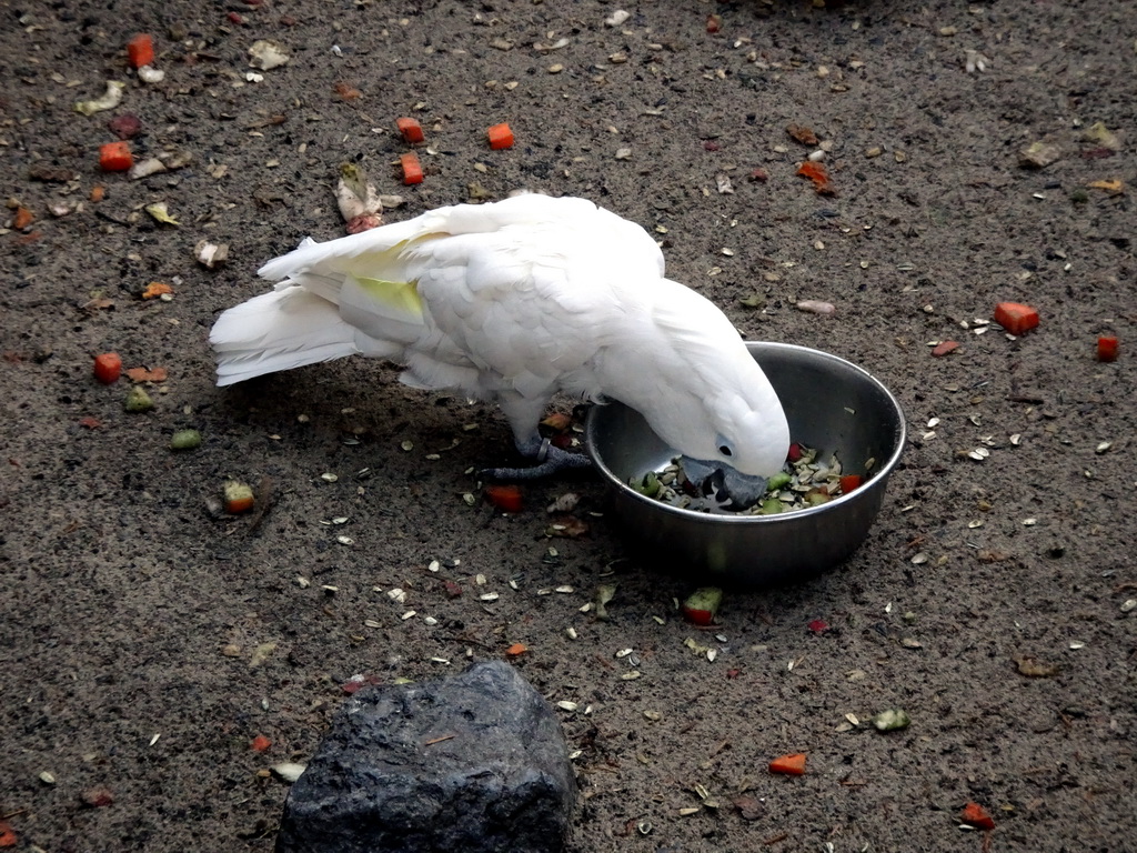 White Cockatoo at the Dierenpark De Oliemeulen zoo