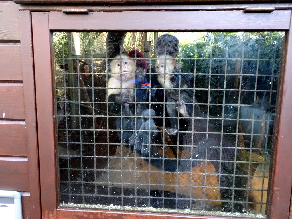 Capuchin Monkeys at the Dierenpark De Oliemeulen zoo