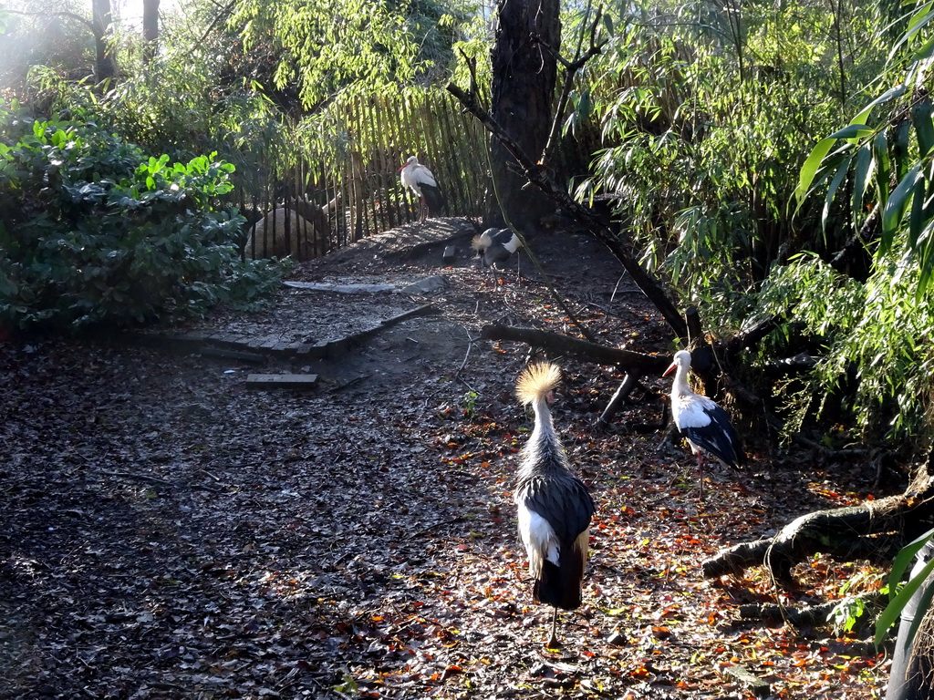 Cranes and Storks at the Dierenpark De Oliemeulen zoo