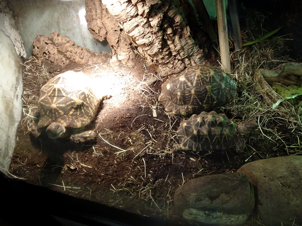 Indian Star Tortoises at the Ground Floor of the main building of the Dierenpark De Oliemeulen zoo