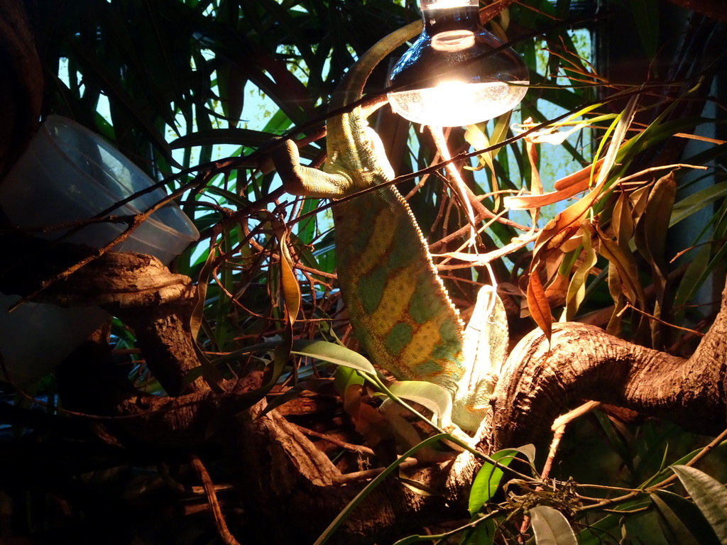 Veiled Chameleon at the Ground Floor of the main building of the Dierenpark De Oliemeulen zoo