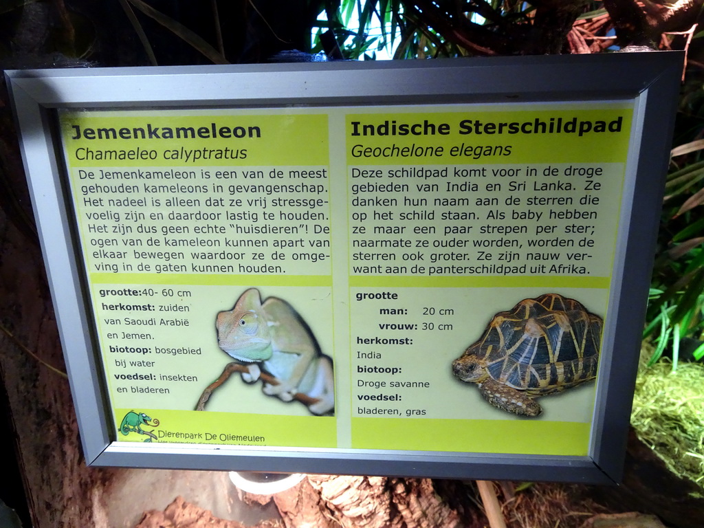 Explanation on the Veiled Chameleon and the Indian Star Tortoise at the Ground Floor of the main building of the Dierenpark De Oliemeulen zoo