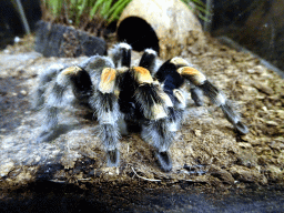 Tarantula at the Upper Floor of the main building of the Dierenpark De Oliemeulen zoo