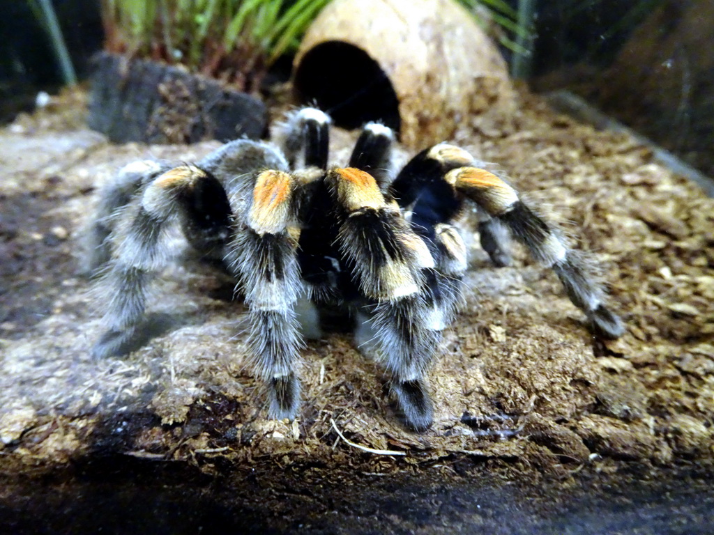 Tarantula at the Upper Floor of the main building of the Dierenpark De Oliemeulen zoo