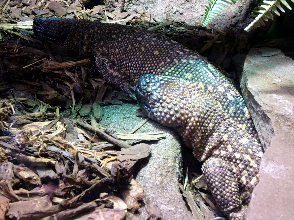 Mexican Beaded Lizard at the Upper Floor of the main building of the Dierenpark De Oliemeulen zoo