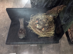 Stuffed Sparrows at the `Van hot naar her` exhibition at the second floor of the Natuurmuseum Brabant