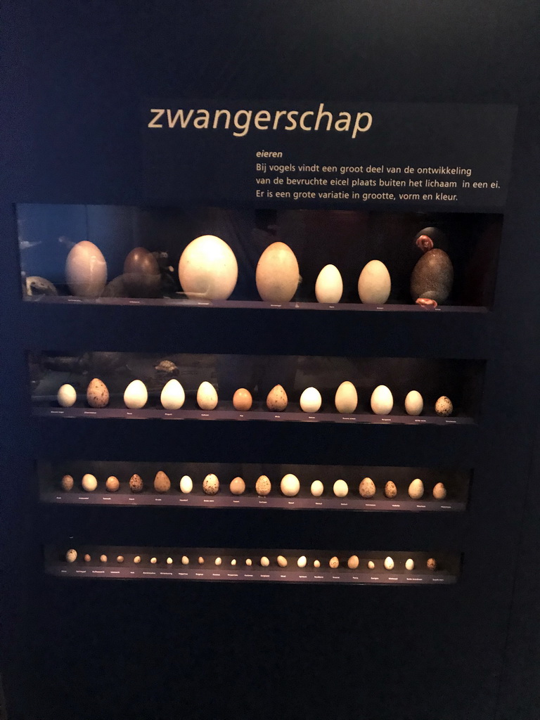 Eggs at the `Hoezo Seks?` exhibition at the second floor of the Natuurmuseum Brabant