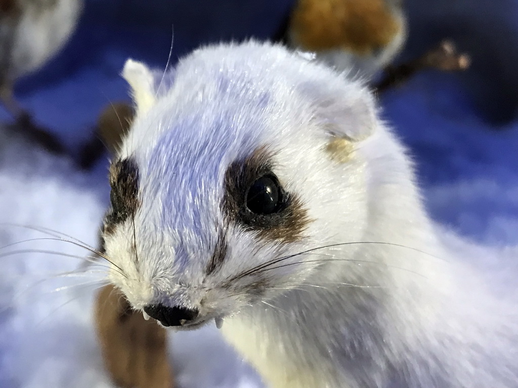 Stuffed Weasel at the `Beleef Ontdek Samen: BOS` exhibition at the second floor of the Natuurmuseum Brabant