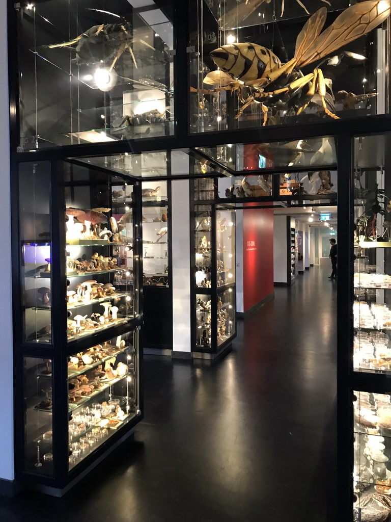 Interior of the OO-zone at the ground floor of the Natuurmuseum Brabant