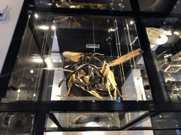Enlarged scale model of a Bee at the OO-zone at the ground floor of the Natuurmuseum Brabant