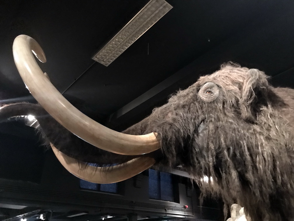 Wax statue of a Mammoth at the `IJstijd!` exhibition at the ground floor of the Natuurmuseum Brabant