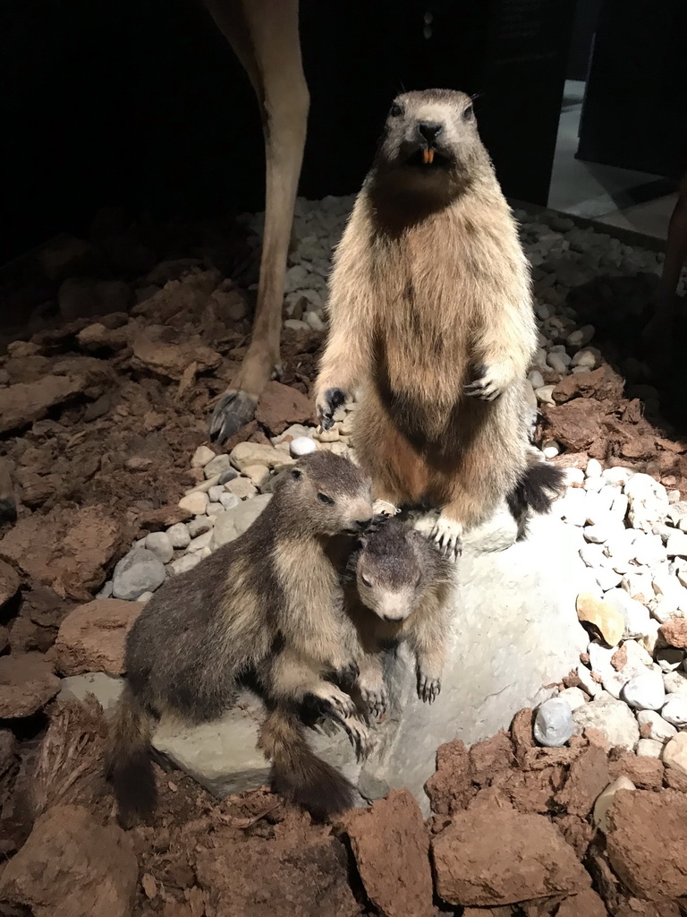 Wax statues of Beavers at the `IJstijd!` exhibition at the ground floor of the Natuurmuseum Brabant