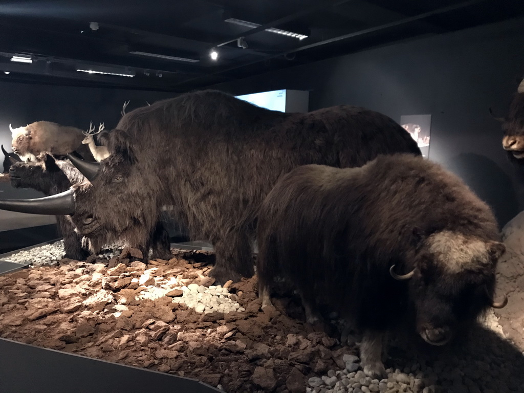 Wax statues of a Rhinoceros and a Cow at the `IJstijd!` exhibition at the ground floor of the Natuurmuseum Brabant