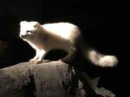 Wax statue of an Arctic Fox at the `IJstijd!` exhibition at the ground floor of the Natuurmuseum Brabant