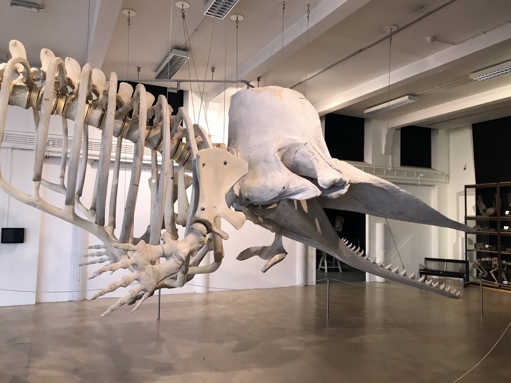 Skeleton of a Sperm Whale at the ground floor of the Natuurmuseum Brabant