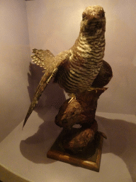tilburg_7_014 - 212 kb - 768x1024 - Stuffed bird at the `Van hot naar her` exhibition at the second floor of the Natuurmuseum Brabant Stuffed bird at the `Van hot naar her` exhibition at the second floor of the Natuurmuseum Brabant