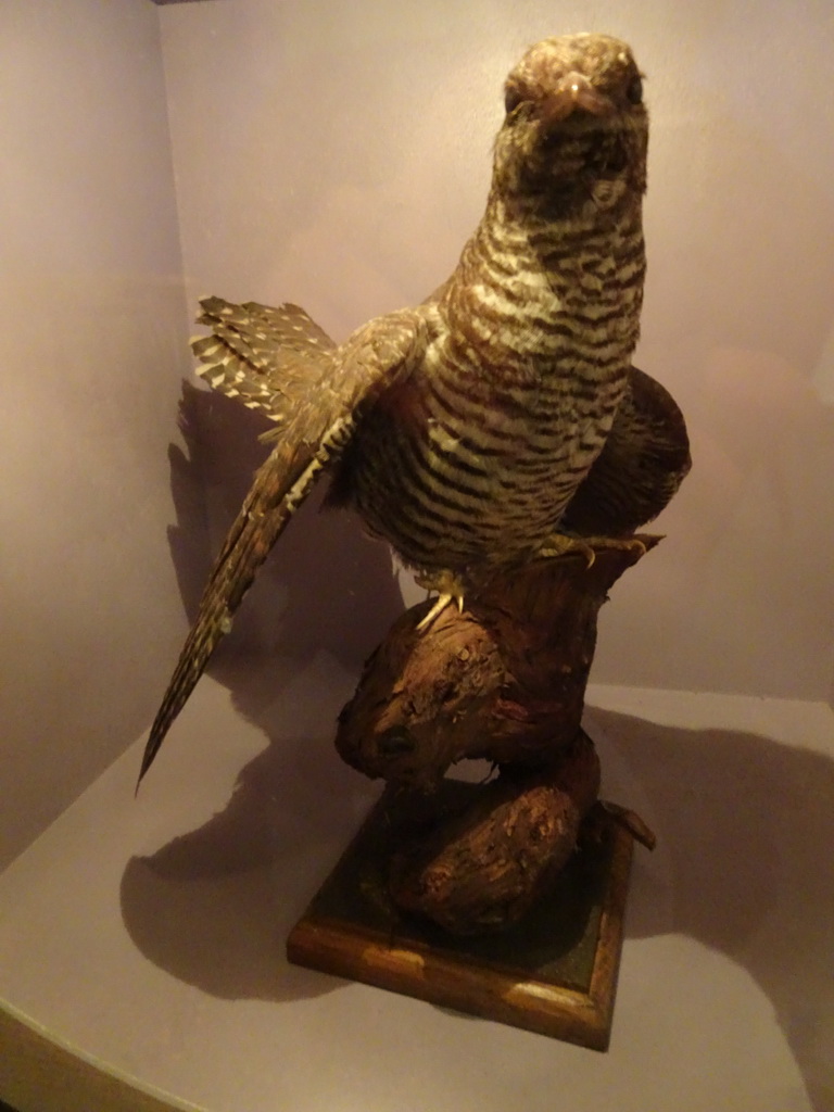 Stuffed bird at the `Van hot naar her` exhibition at the second floor of the Natuurmuseum Brabant