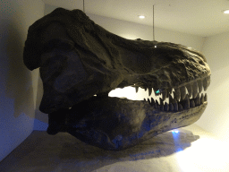 Skull of a Tyrannosaurus Rex at the `Uitsterven` exhibition at the second floor of the Natuurmuseum Brabant