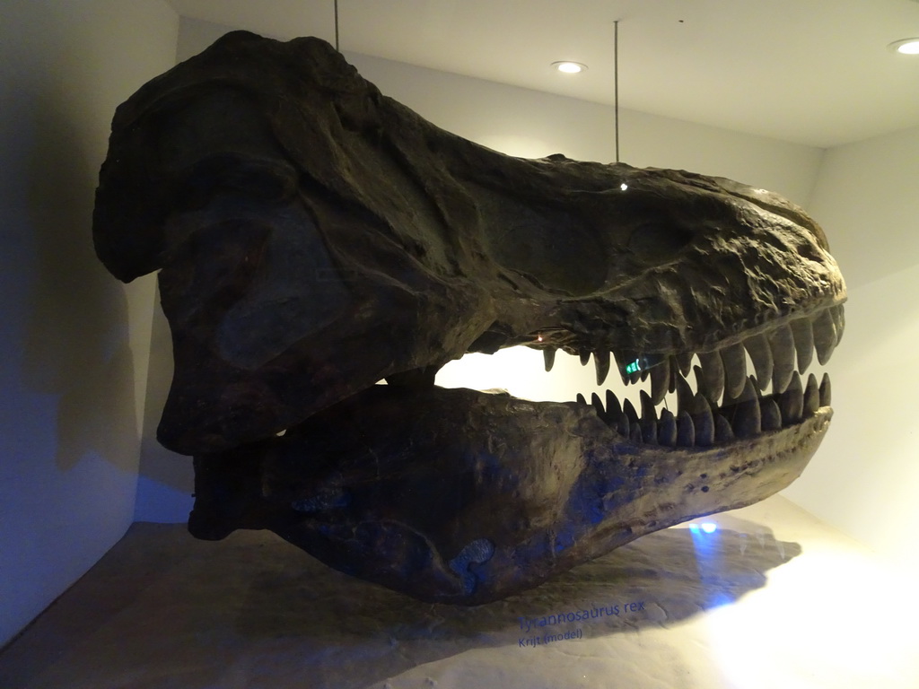 Skull of a Tyrannosaurus Rex at the `Uitsterven` exhibition at the second floor of the Natuurmuseum Brabant