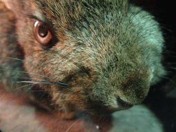 Stuffed Rabbit at the `Beleef Ontdek Samen: BOS` exhibition at the second floor of the Natuurmuseum Brabant