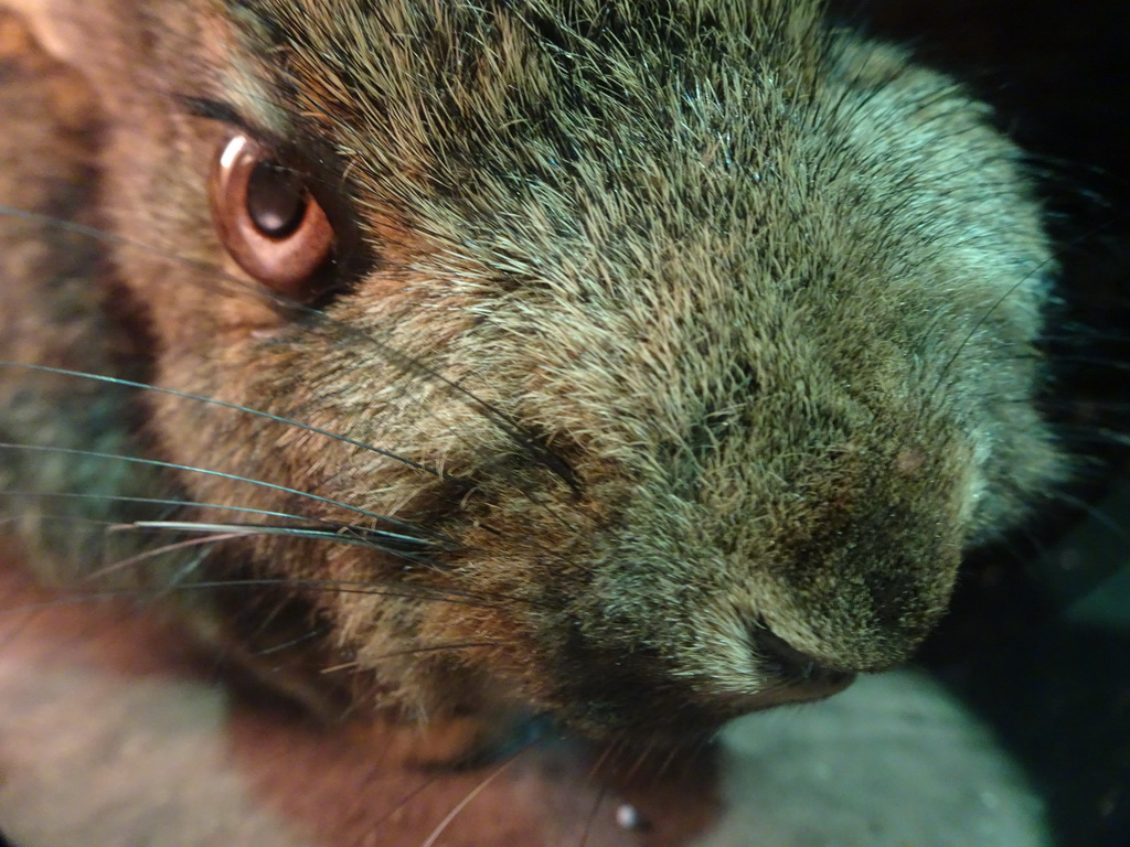 Stuffed Rabbit at the `Beleef Ontdek Samen: BOS` exhibition at the second floor of the Natuurmuseum Brabant