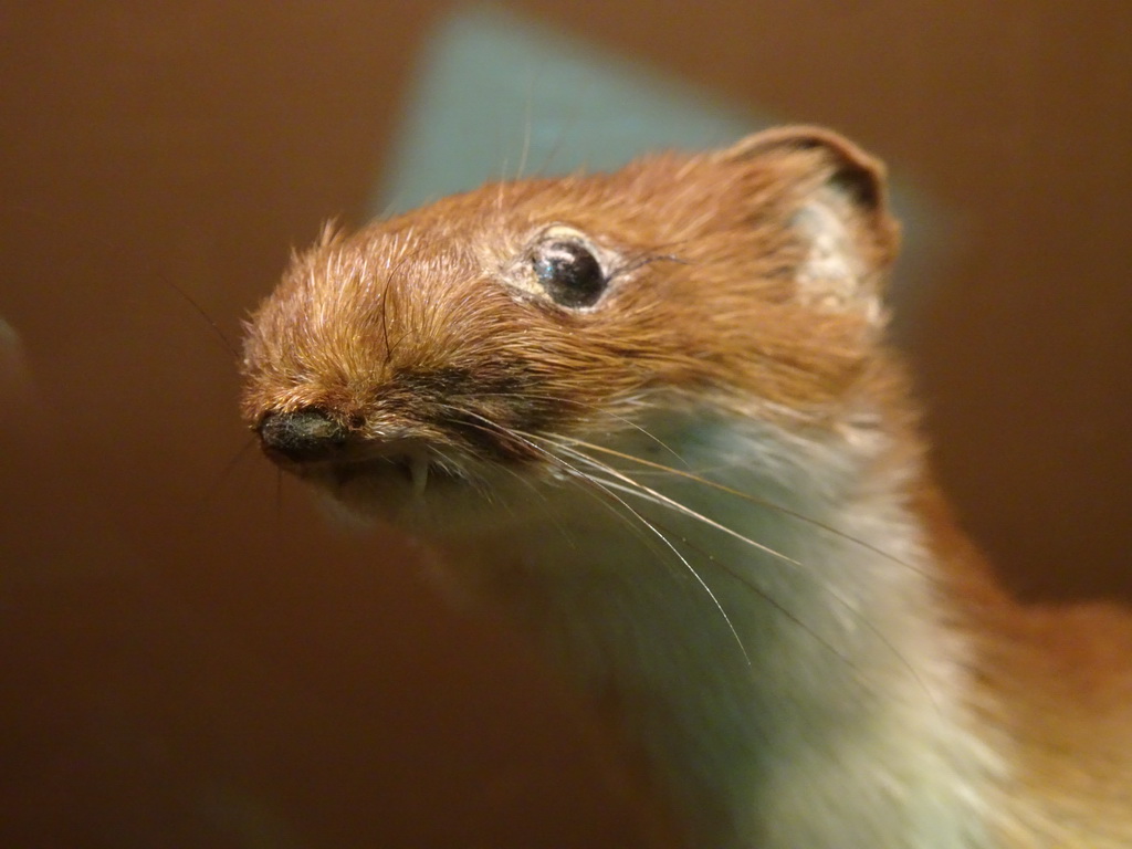 Stuffed Weasel at the `Beleef Ontdek Samen: BOS` exhibition at the second floor of the Natuurmuseum Brabant