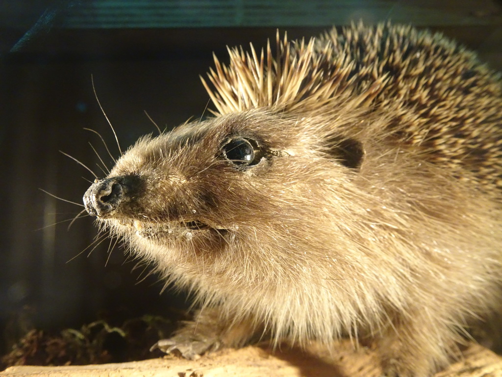 Stuffed Hedgehog at the `Beleef Ontdek Samen: BOS` exhibition at the second floor of the Natuurmuseum Brabant