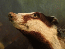 Stuffed Badger at the `Beleef Ontdek Samen: BOS` exhibition at the second floor of the Natuurmuseum Brabant