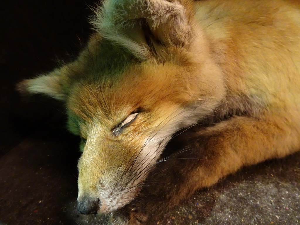 Stuffed Fox at the `Beleef Ontdek Samen: BOS` exhibition at the second floor of the Natuurmuseum Brabant