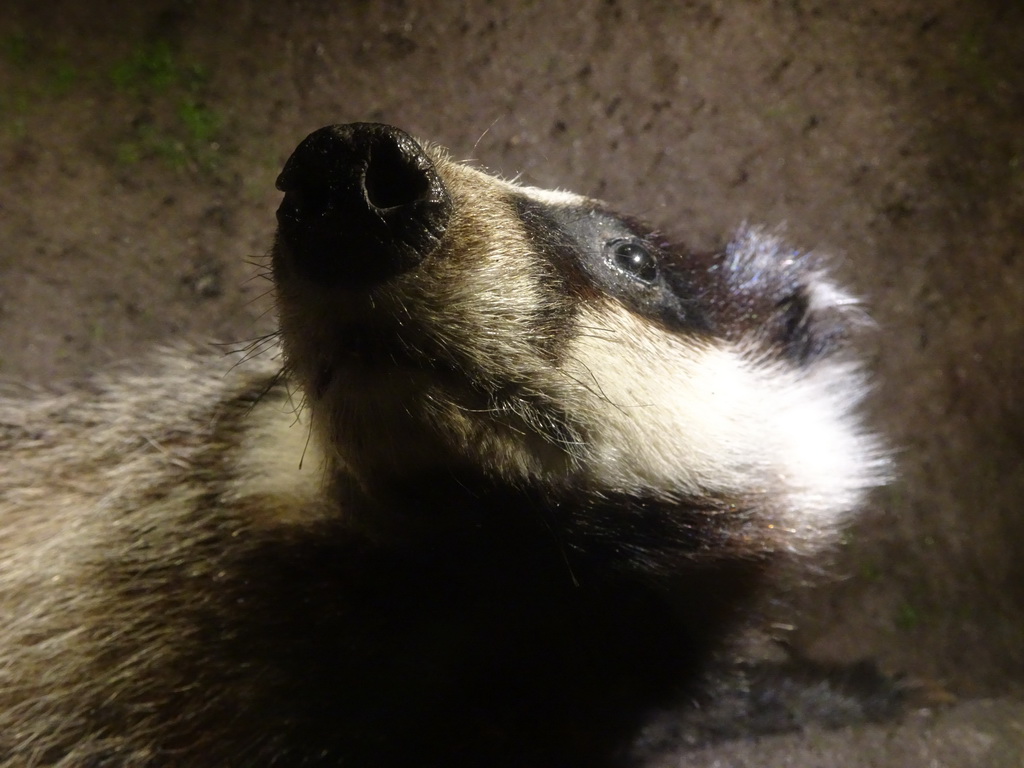 Stuffed Badger at the `Beleef Ontdek Samen: BOS` exhibition at the second floor of the Natuurmuseum Brabant