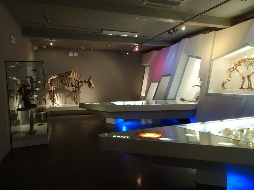 Skeletons at the `Uitsterven` exhibition at the second floor of the Natuurmuseum Brabant