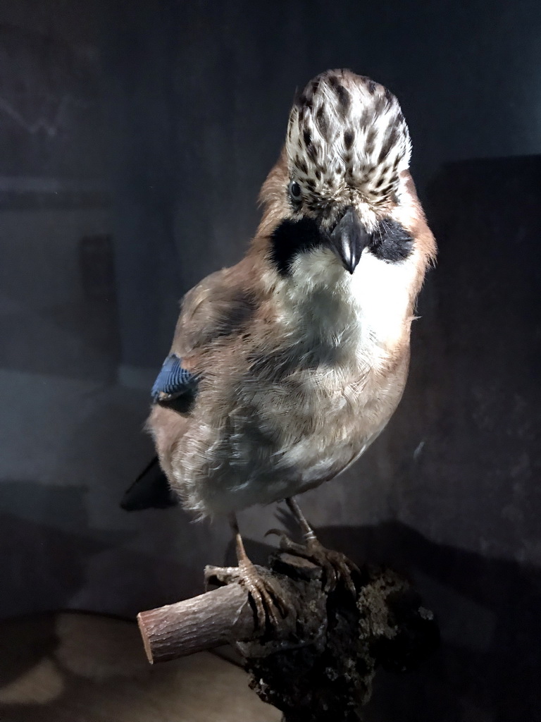 Stuffed bird at the `Van hot naar her` exhibition at the second floor of the Natuurmuseum Brabant