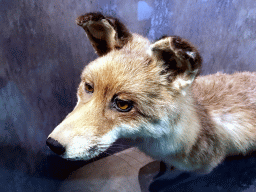 Stuffed Fox at the `Beleef Ontdek Samen: BOS` exhibition at the second floor of the Natuurmuseum Brabant