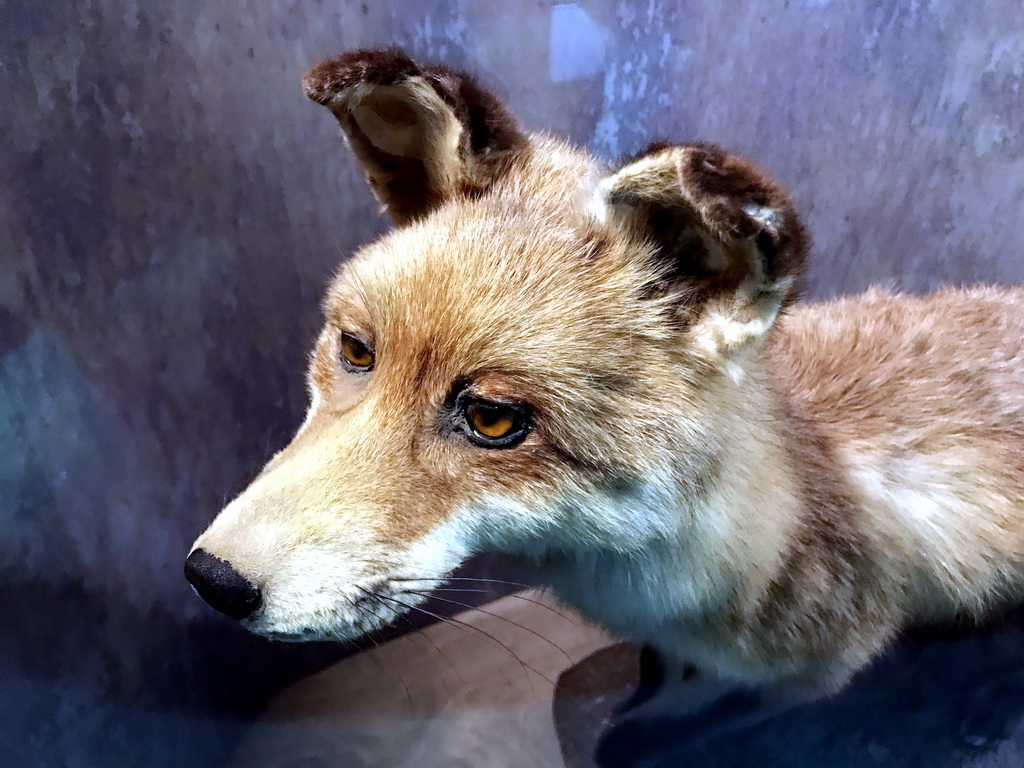 Stuffed Fox at the `Beleef Ontdek Samen: BOS` exhibition at the second floor of the Natuurmuseum Brabant